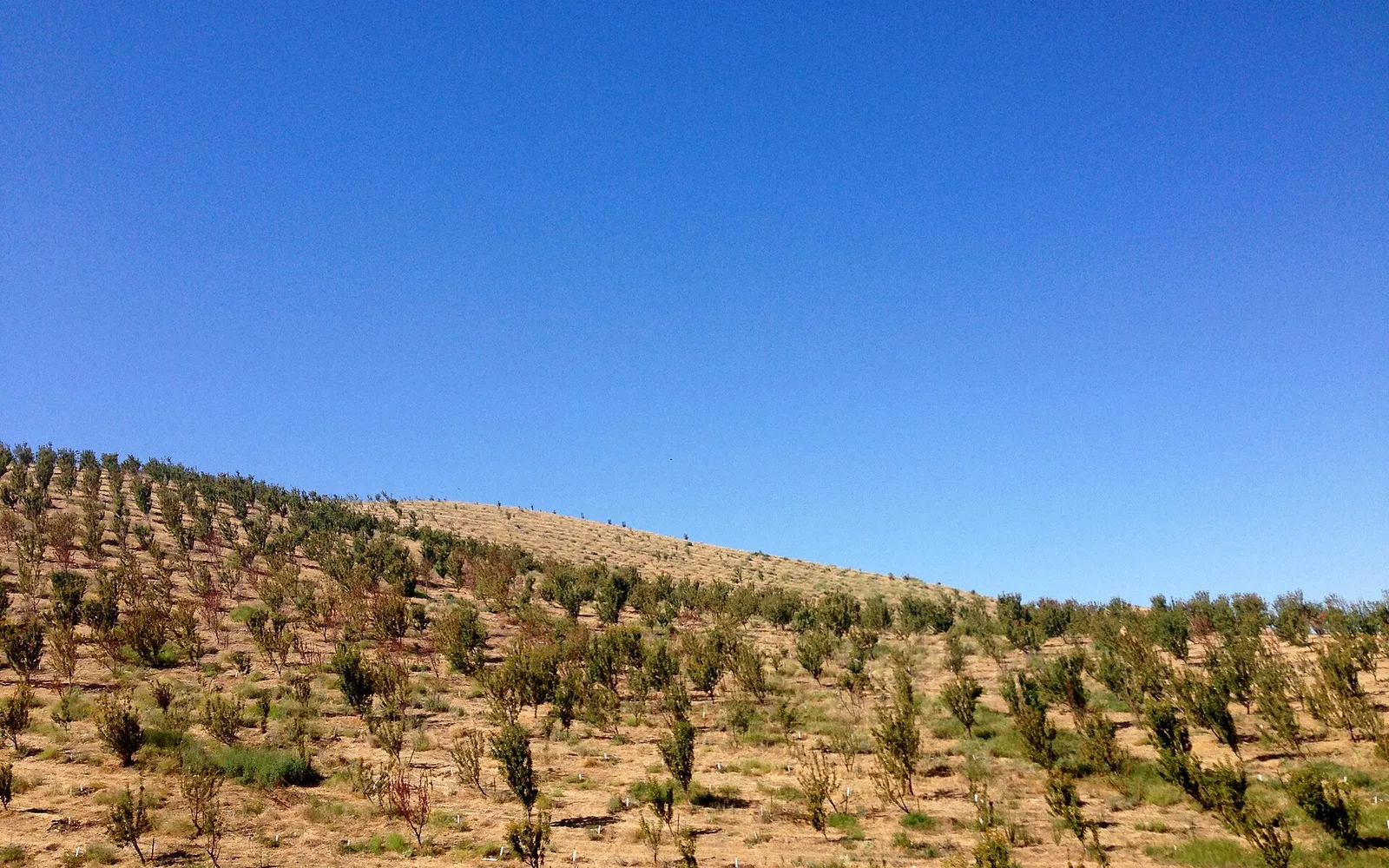 Rows of orchard trees in Stanislaus County.